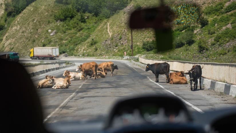 გზების დეპარტამენტში შეიქმნება სამსახური, რომელიც გზაზე პირუტყვის გადასვლის პრევენციასაც უზრუნველყოფს
