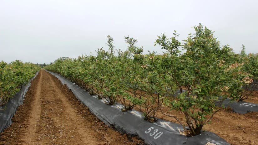 Keystone Agro წარმოების გაფართოებას გეგმავს - კომპანიამ სეზონზე 800 ტონამდე მოცვის მოსავალი მიიღო