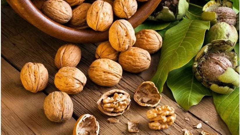 Georgian Walnut Enterprise კაკლის მოსავლის 40%-მდე ზრდას ელოდება - 2027 წელს ქარხანაში ინვესტიციას გეგმავს