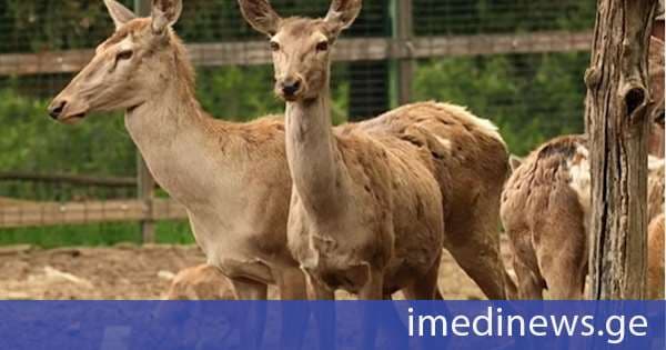 კავკასიური სივრცე და კეთილმოწყობილი ვოლიერები - ივლისიდან თბილისს ახალი ზოოპარკი ექნება. „ქრონიკის“ სიუჟეტი