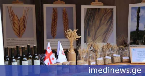 სოფლის მეურნეობის სამეცნიერო-კვლევითი ცენტრი ფესტივალში „ოქროს თავთავი - ქართული ხორბლის გაცოცხლებული ტრადიცია“ მონაწილეობდა
