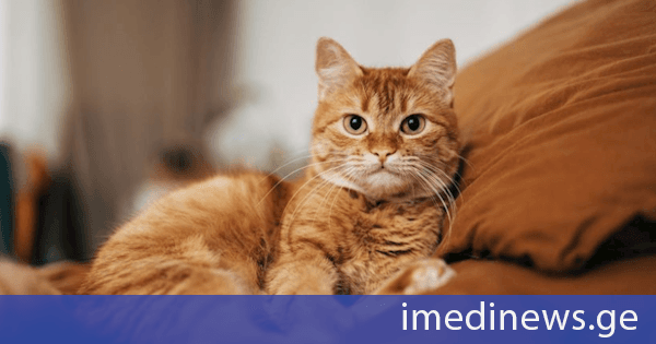 კვლევა: სტრესის დროს კატებთან ურთიერთობა მდგომარეობას აუარესებს