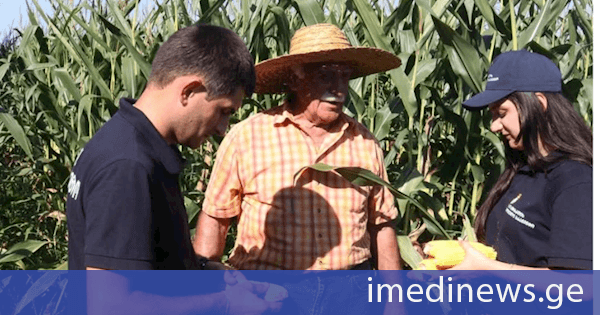 ფერმერები წელსაც სიმინდის მაღალი ხარისხის მოსავალს ელოდებიან