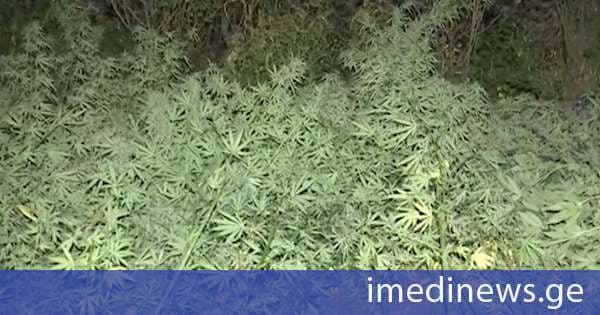 პოლიციამ კახეთში 50 კილოგრამამდე ნარკოტიკული საშუალება მცენარე „კანაფი“ ამოიღო