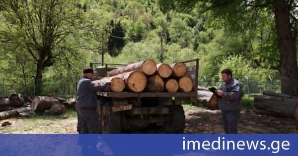 ბესიკ ამირანაშვილი: სატყეო რეფორმის ძირითადი მიზანია ტყის მონიტორინგისა და კონტროლის გაძლიერება