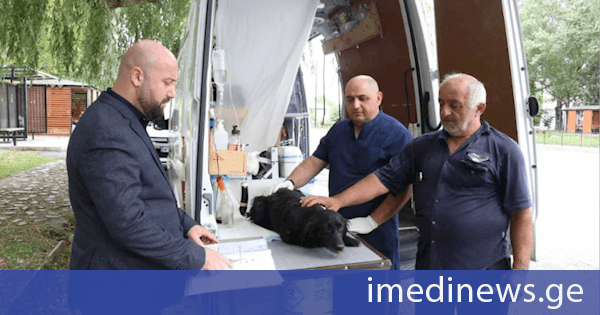 რეგიონებში პატრონიან ძაღლებს სტერილიზაცია და ჩიპირება უფასოდ უტარდებათ
