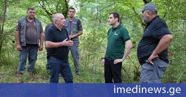 იმერეთის რეგიონში ტყის აღდგენის ღონისძიებები დამატებით 94 ჰექტარზე განხორციელდება