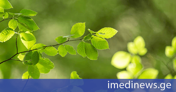 სინოპტიკოსების პროგნოზით, საქართველოში უახლოეს დღეებში უმეტესად უნალექო და თბილი ამინდია მოსალოდნელი