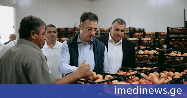 დავით სონღულაშვილი გურჯაანში ატმისა და ვაშლატამას მოსავლის დაბინავების პროცესს გაეცნო