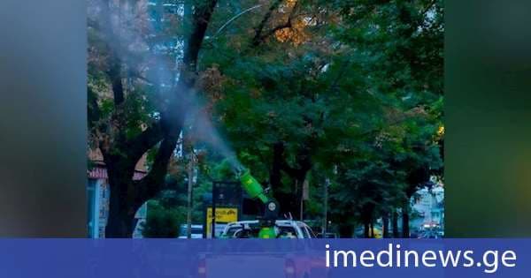 ბათუმში ამერიკული თეთრი პეპლის წინააღმდეგ წამლობითი ღონისძიებები აქტიურად მიმდინარეობს