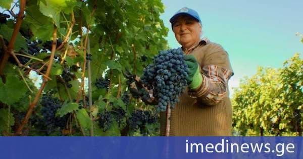 ღვინის ეროვნული სააგენტო: კახეთის მასშტაბით 32 ათას ტონამდე ყურძენია გადამუშავებული