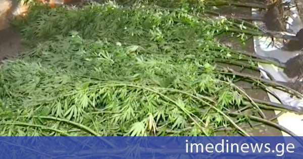 პოლიციამ კახეთში 100 კილოგრამამდე მცენარე „კანაფი“ ამოიღო - დაკავებულია 3 პირი