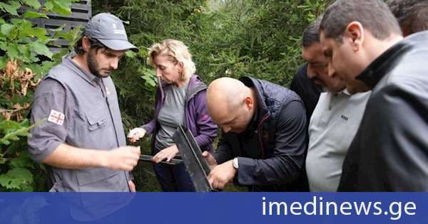 მესტიის სატყეო უბანზე, ლახამულას ხეობაში წიწვოვანების ხმობის ფაქტი დაფიქსირდა - სატყეო ენტომოლოგებმა ადგილზე საველე კვლევა ჩაატარეს