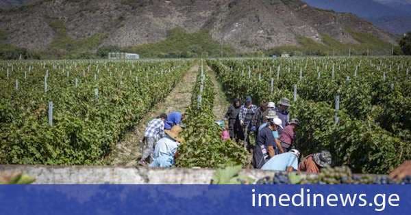 ღვინის ეროვნული სააგენტო: 28 სექტემბრის მდგომარეობით, კახეთში გადამუშავებულია 100 ათასამდე ტონა ყურძენი